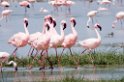 Ngorongoro Flamingo10