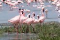 Ngorongoro Flamingo11