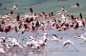 Ngorongoro Flamingo13_1