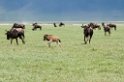 Ngorongoro Gnu01