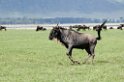 Ngorongoro Gnu03