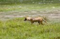 Ngorongoro Golden Jakal00