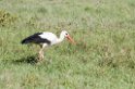 Ngorongoro Hvid Stork05