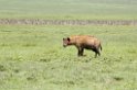 Ngorongoro Hyana02