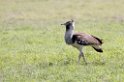 Ngorongoro Kori Bustrard00