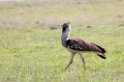 Ngorongoro Kori Bustrard01