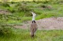 Ngorongoro Kori Bustrard03