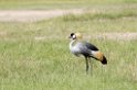 Ngorongoro Krontrane03