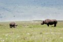 Ngorongoro Næsehorn med unge01