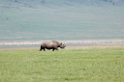 Ngorongoro Næsehorn00