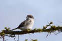 Ngorongoro Rufous-tailed Shrike00