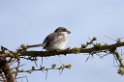 Ngorongoro Rufous-tailed Shrike01