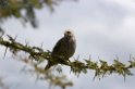 Ngorongoro Rufous-tailed Weaver