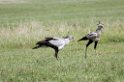 Ngorongoro Secretarybird00
