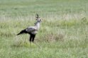Ngorongoro Secretarybird01