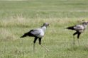Ngorongoro Secretarybird02