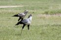 Ngorongoro Secretarybird03