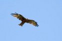 Ngorongoro Sort Glente01