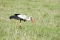 Ngorongoro Stork00