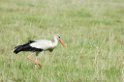 Ngorongoro Stork01