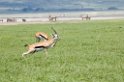 Ngorongoro Thomsons00