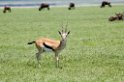Ngorongoro Thomsons01