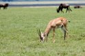 Ngorongoro Thomsons02