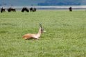 Ngorongoro Thomsons03