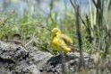 Ngorongoro Yellow Wagail00