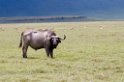 Ngorongoro buffalo01