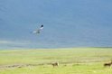 Ngorongoro hedehøg00