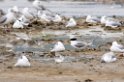 Ngorongoro lesser crested tern