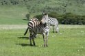 Ngorongoro pangani Zebra01