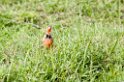 Ngorongoro pangani longclaw