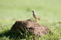 Ngorongoro stendrossel