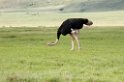 Ngorongoro struds01