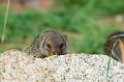 Serengeti Banded Mongoose0