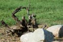 Serengeti Banded Mongoose00