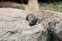 Serengeti Elephant Shrew01