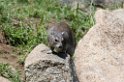 Serengeti Elephant Shrew02