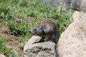 Serengeti Elephant Shrew03