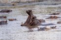 Serengeti Fldhest01a