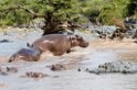 Serengeti Fldhest03