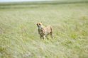 Serengeti Gepard00