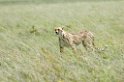 Serengeti Gepard02