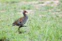 Serengeti Grey-breasted Francolin00