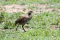Serengeti Grey-breasted Francolin01