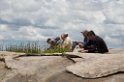 Serengeti Kop Deltager