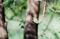 Serengeti Little Beeater