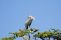 Serengeti Marabou